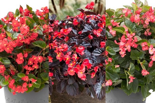 Begonia VikingXL Mix    100 seeds