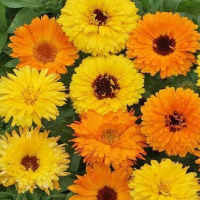 Calendula Prince Mix     250 seeds