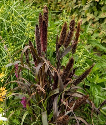 Millet Ornamental Inky     100 seeds
